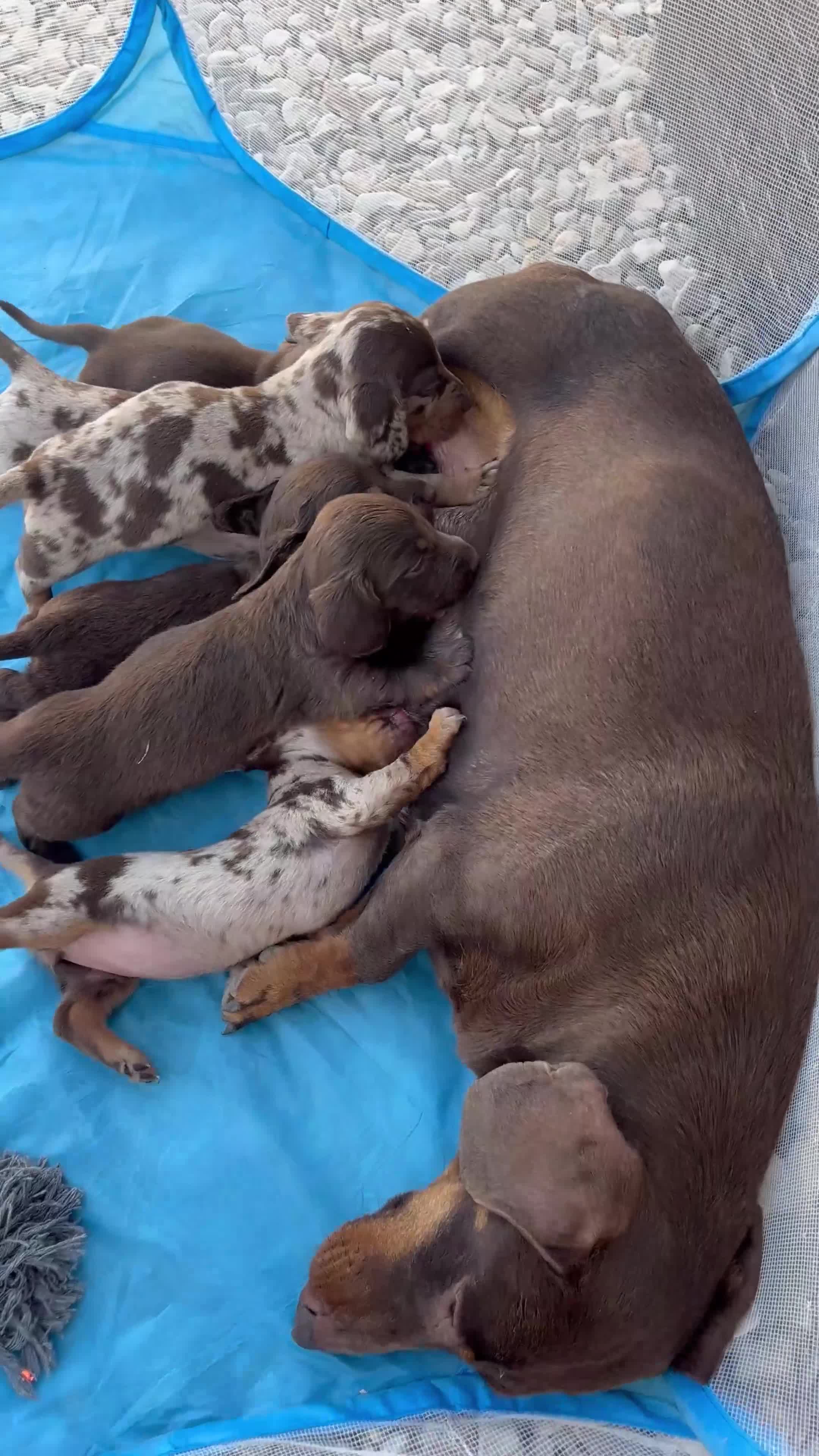 Dachshund dogs for sale: Stunning Dachshunds  - Video 1