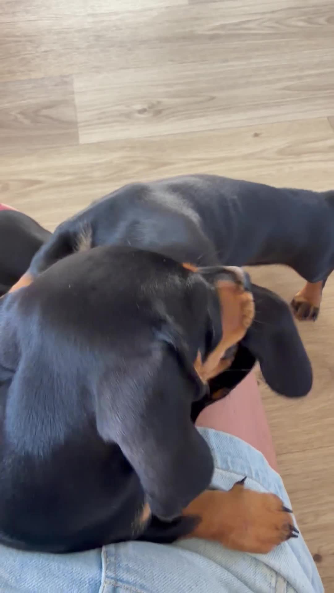 Dachshund dogs for sale: Dachshund pup for sale - Video 1