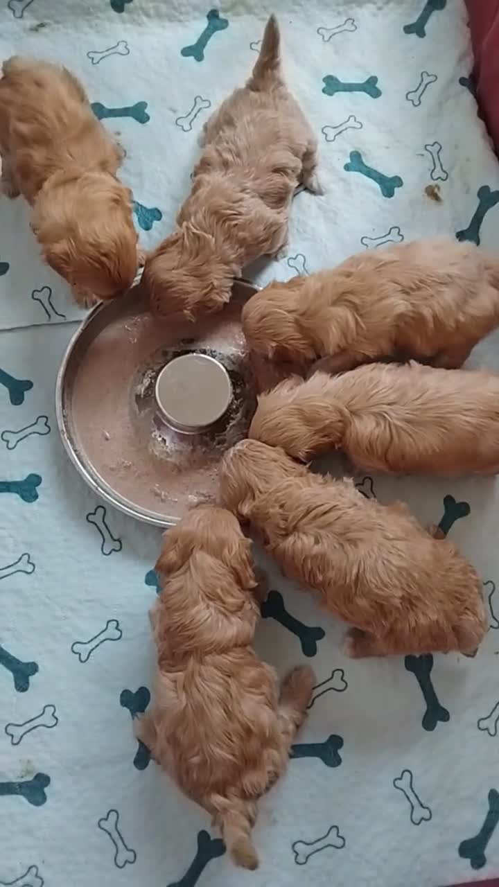 Maltipoo dogs for sale: So adorable and Tiny F1 Korean Maltipoo - Video 3