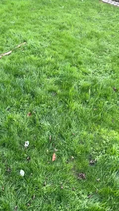 Border Collie dogs for sale: Border collie chocolate & white bitch 6 months old - Video 1