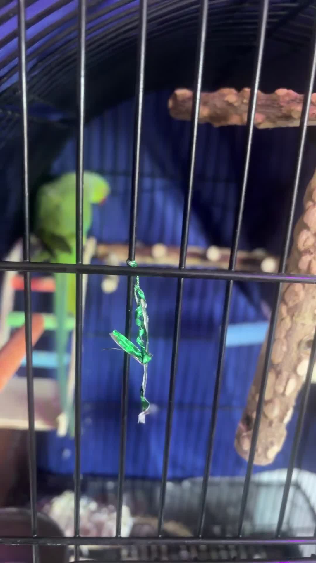 Ringnecks birds for sale: Indian Ringneck - Video 1