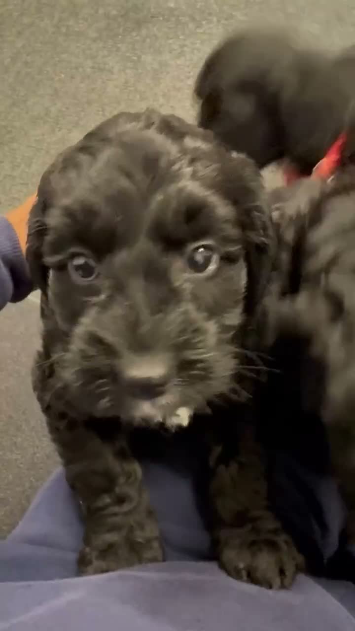 Cockapoo dogs for sale: 7 stunning Cockapoo puppies - Video 2
