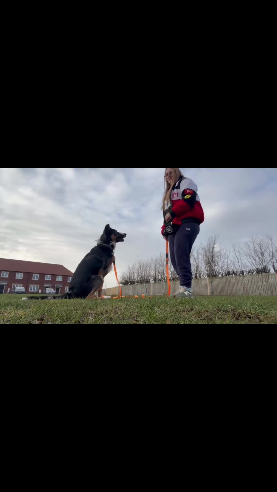 Border Collie dogs for stud: Border collie stud  - Video 2