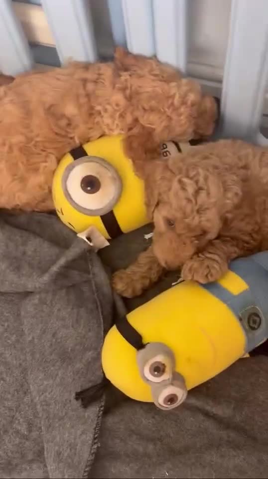 Cockapoo dogs for sale: Cockapoo puppies! 2 left! Ready 20/08/25 - Video 1