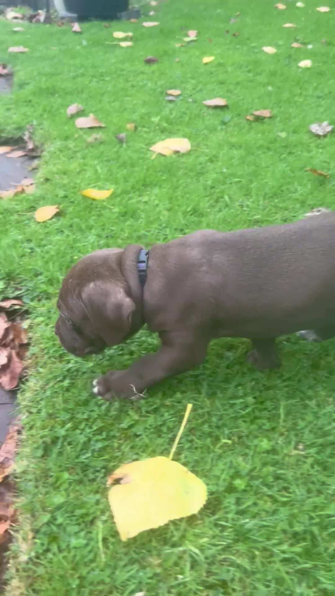 Cane Corso dogs for sale: ICCF reg cane corsos, last 2 from litter  - Video 1