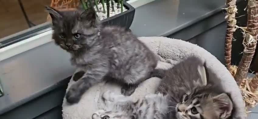 Maine Coon cats for sale: Large Maine Coon kittens regd European bloodline - Video 2