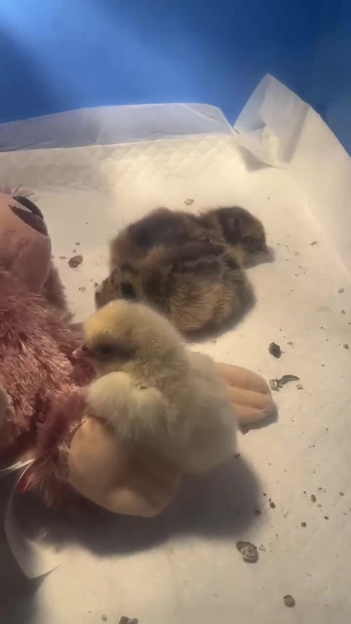 Chickens poultry for sale: Two 2 weeks old chicks  - Video 4