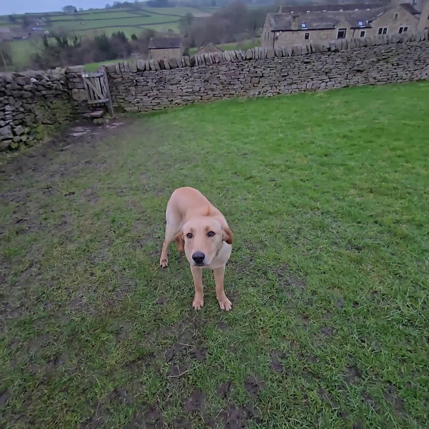 Labrador Retriever dogs for sale: Professionally Trained Labrador  - Video 3