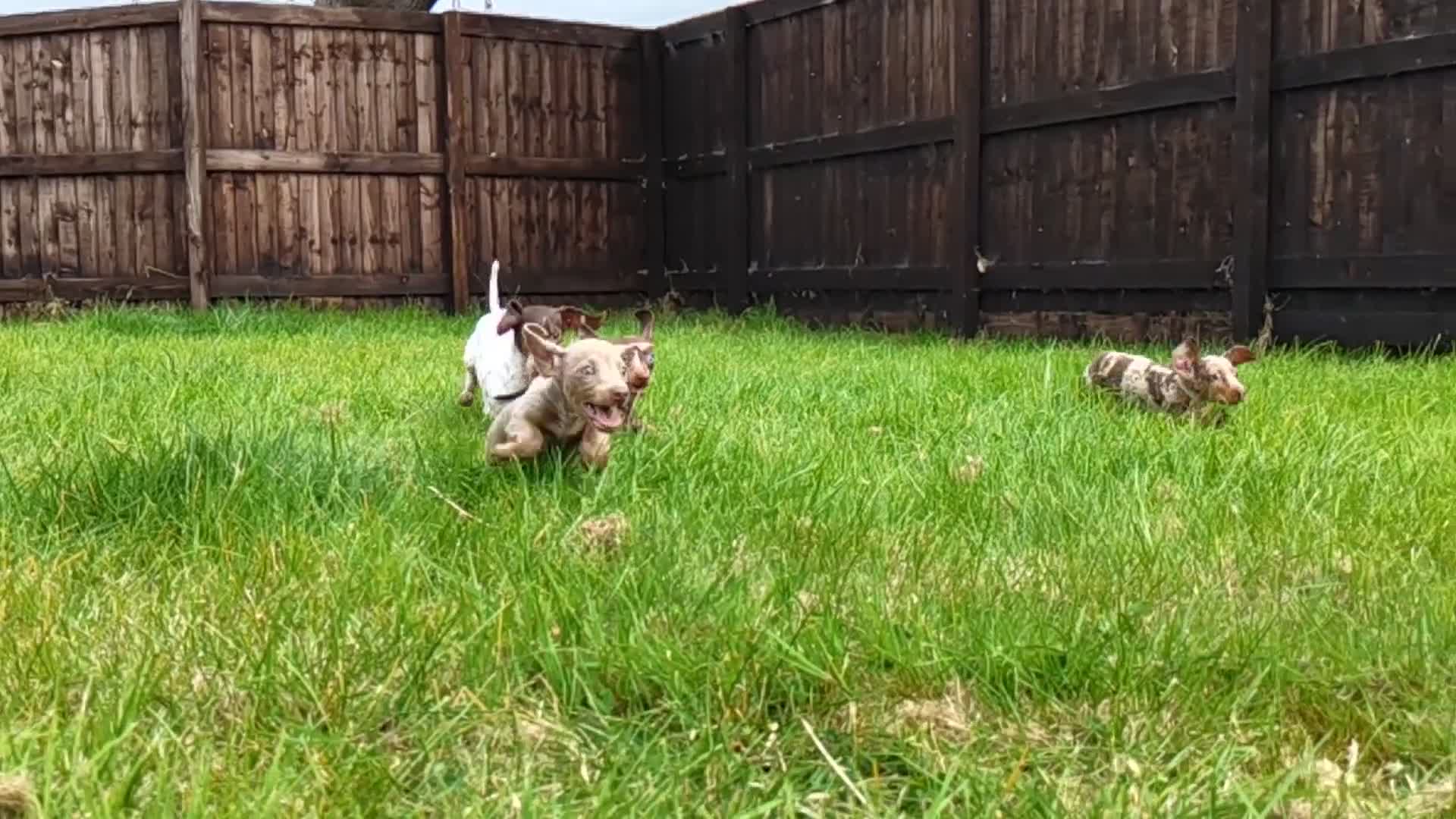 Miniature Dachshund dogs for sale: Outstanding Tweedle True Miniatures - Video 1