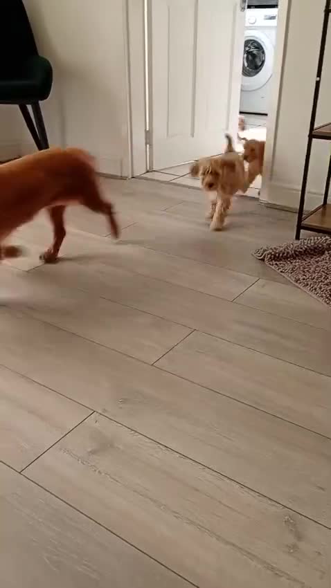 Cockapoo dogs for sale: Family-Raised Miniature Cockapoos  available now  - Video 1
