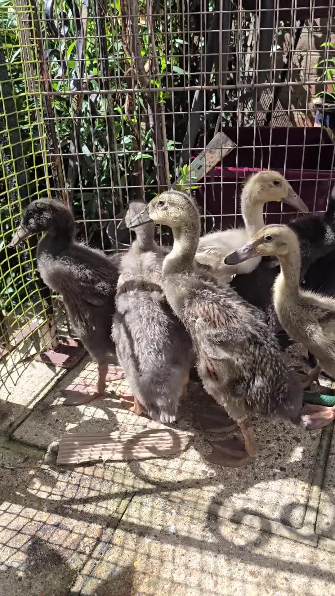 Ducks poultry for sale: Indian Runner Ducklings - Video 1
