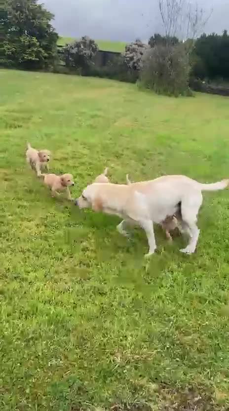 Labrador Retriever dogs for sale: KC Registered Puppies - Lanark in Lanark - Video 1