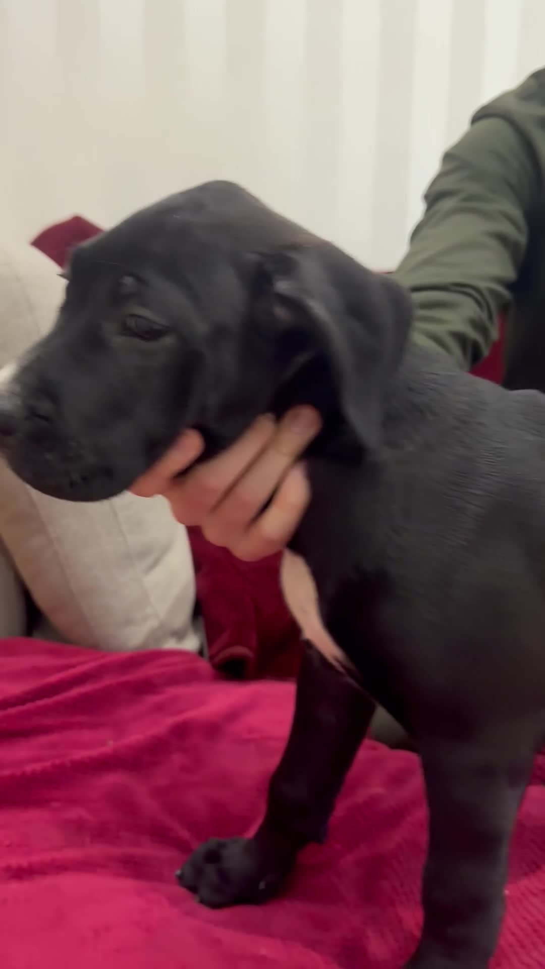 Presa Canario dogs for sale: Presa Canario pups available - NO TIMEWASTERS - Video 2