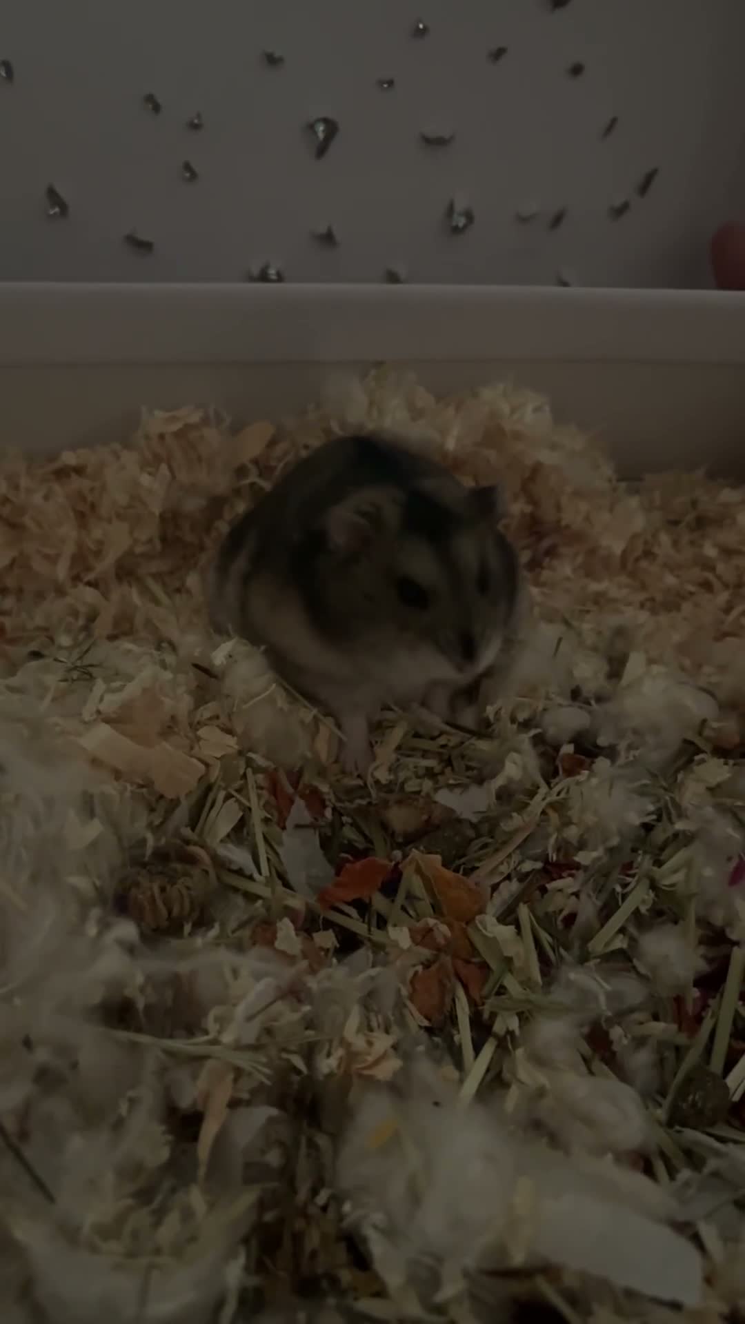 Hamster rodents for sale: Dwarf Hamster  in Glossop - Video 2