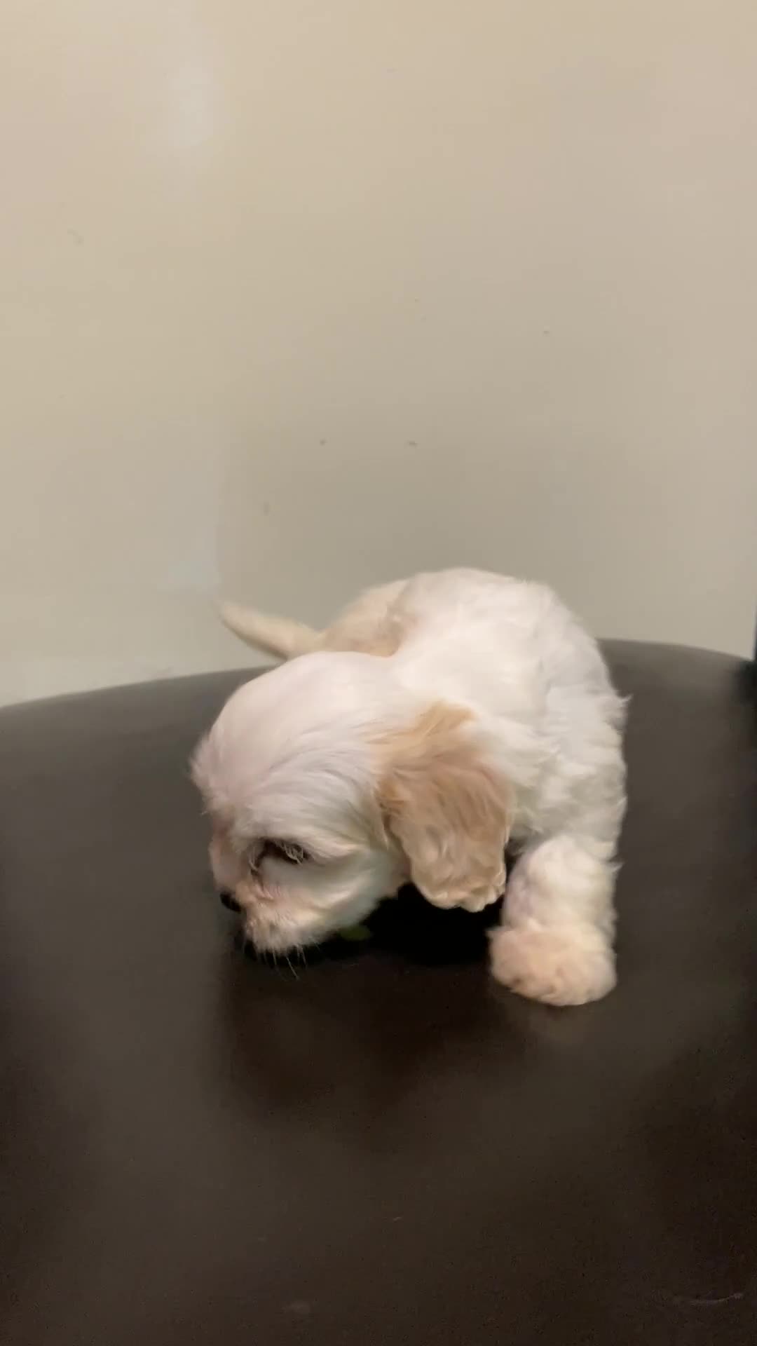 Cavachon dogs for sale: Adorable Cavachon Puppies Ready Soon  - Video 1