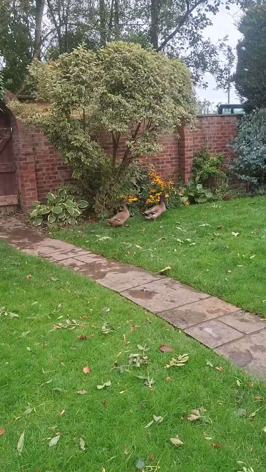 Ducks poultry for sale: Khaki Campbell Pair of ducks - Video 1