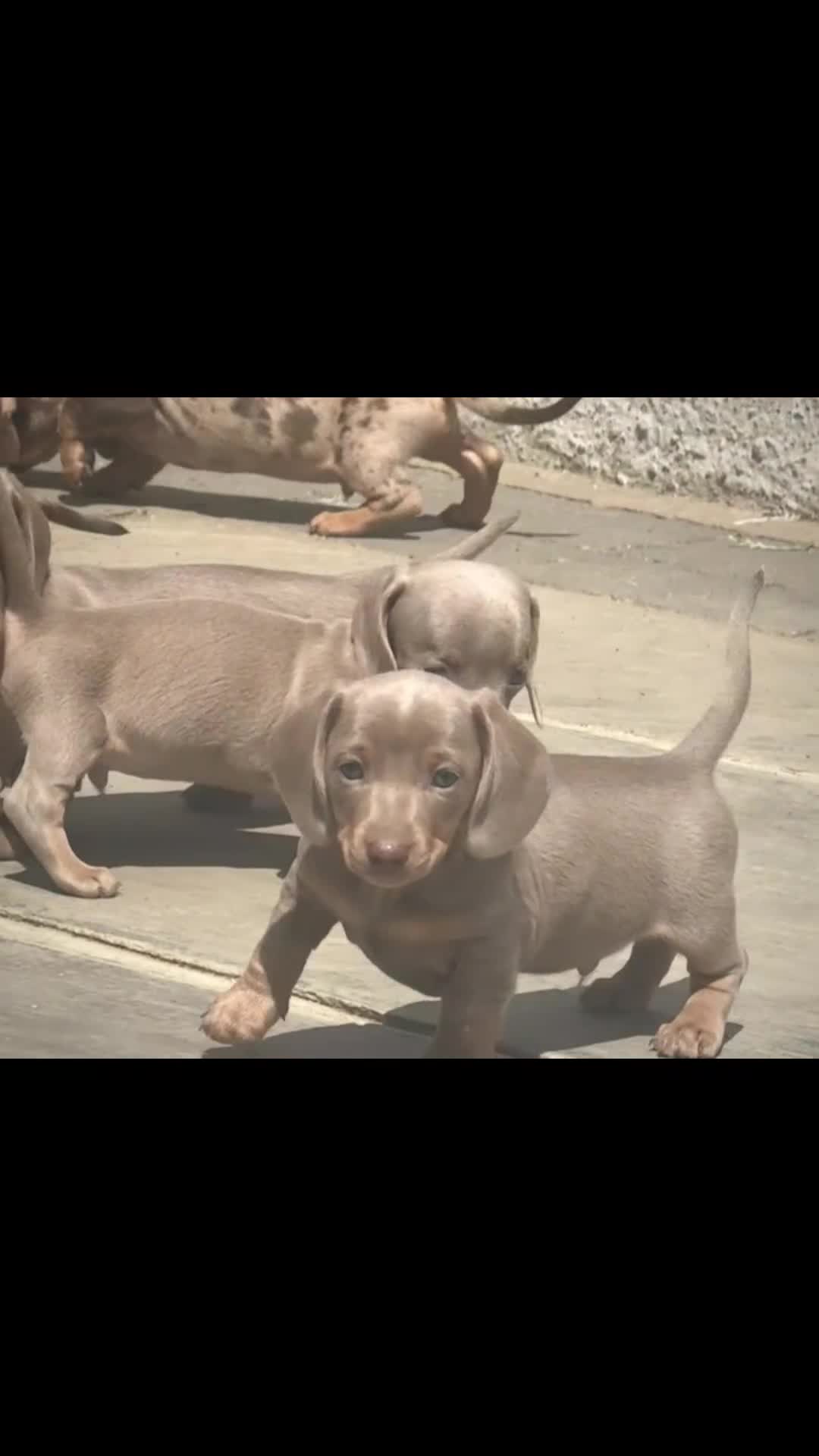 Miniature Dachshund dogs for sale: Outstanding Litter of Miniature dachshund puppies  - Video 1