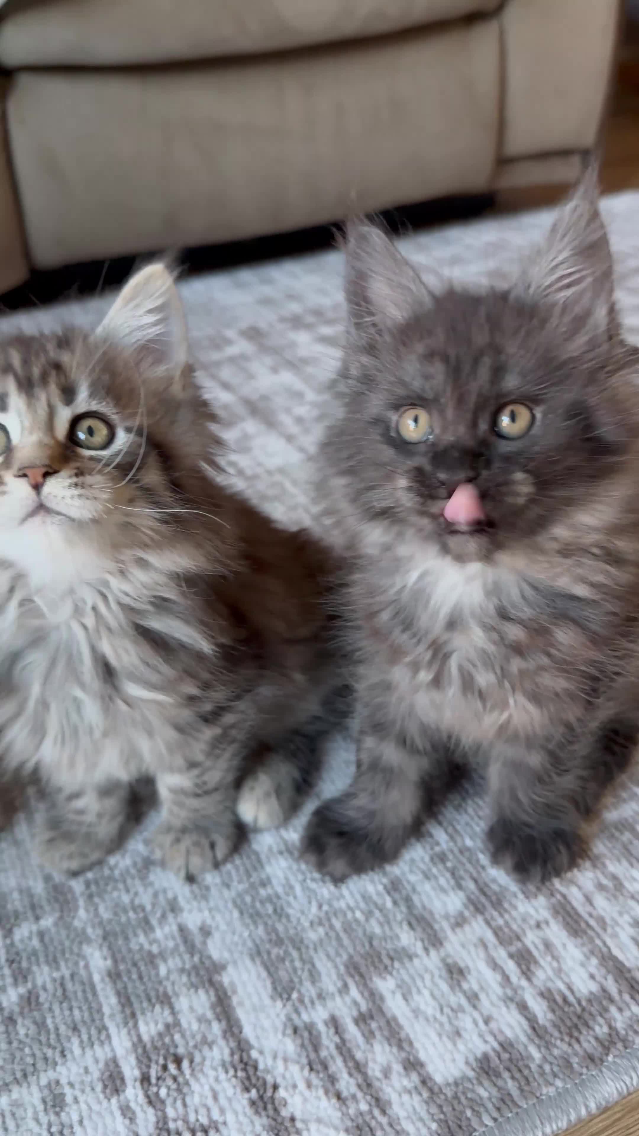 Maine Coon cats for sale: TICA registered Maine Coon kittens - Video 1