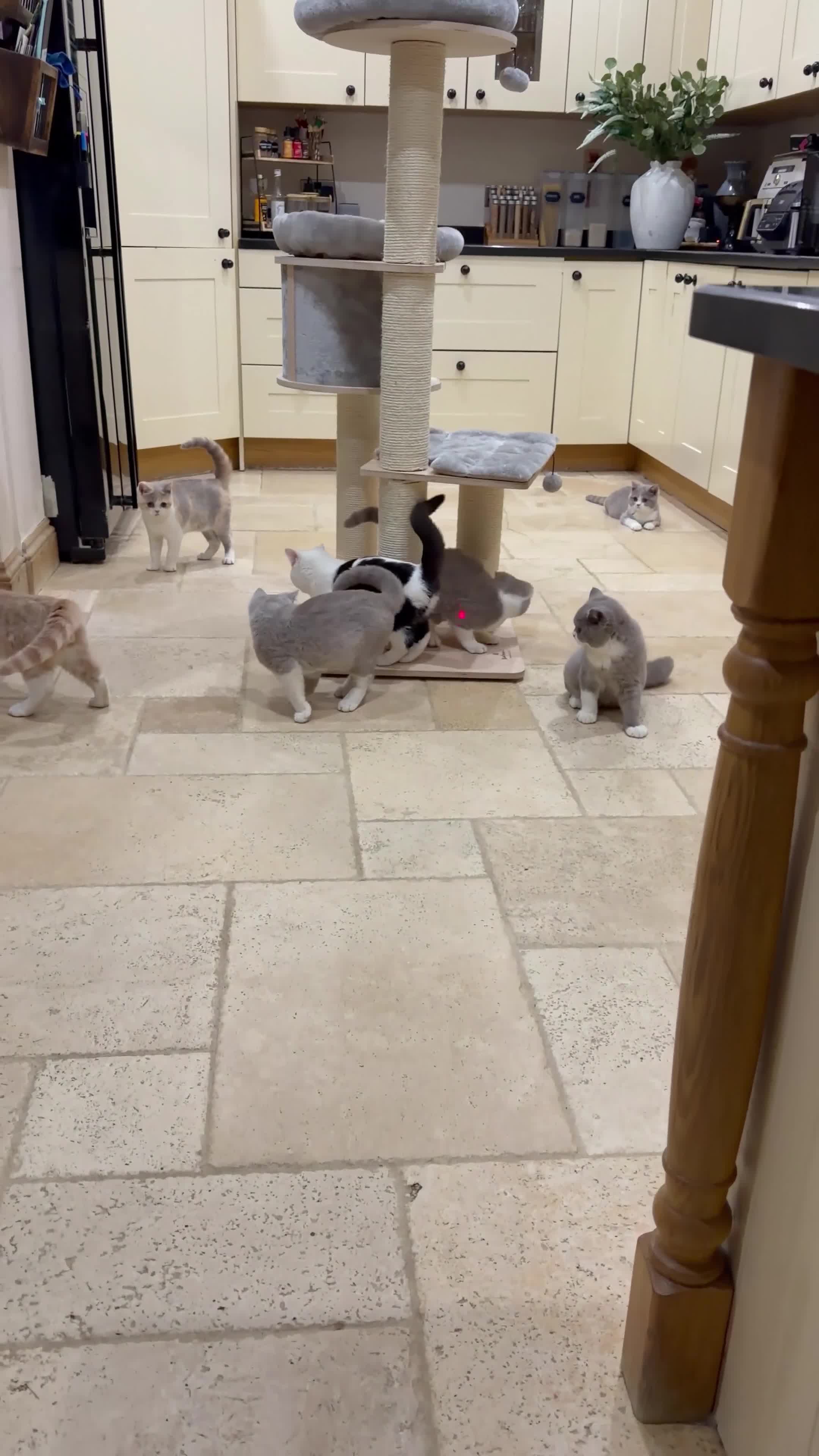 British Shorthair cats for sale: READY NOW - REGISTERED FULL PEDIGREE BSH KITTENS - Video 1