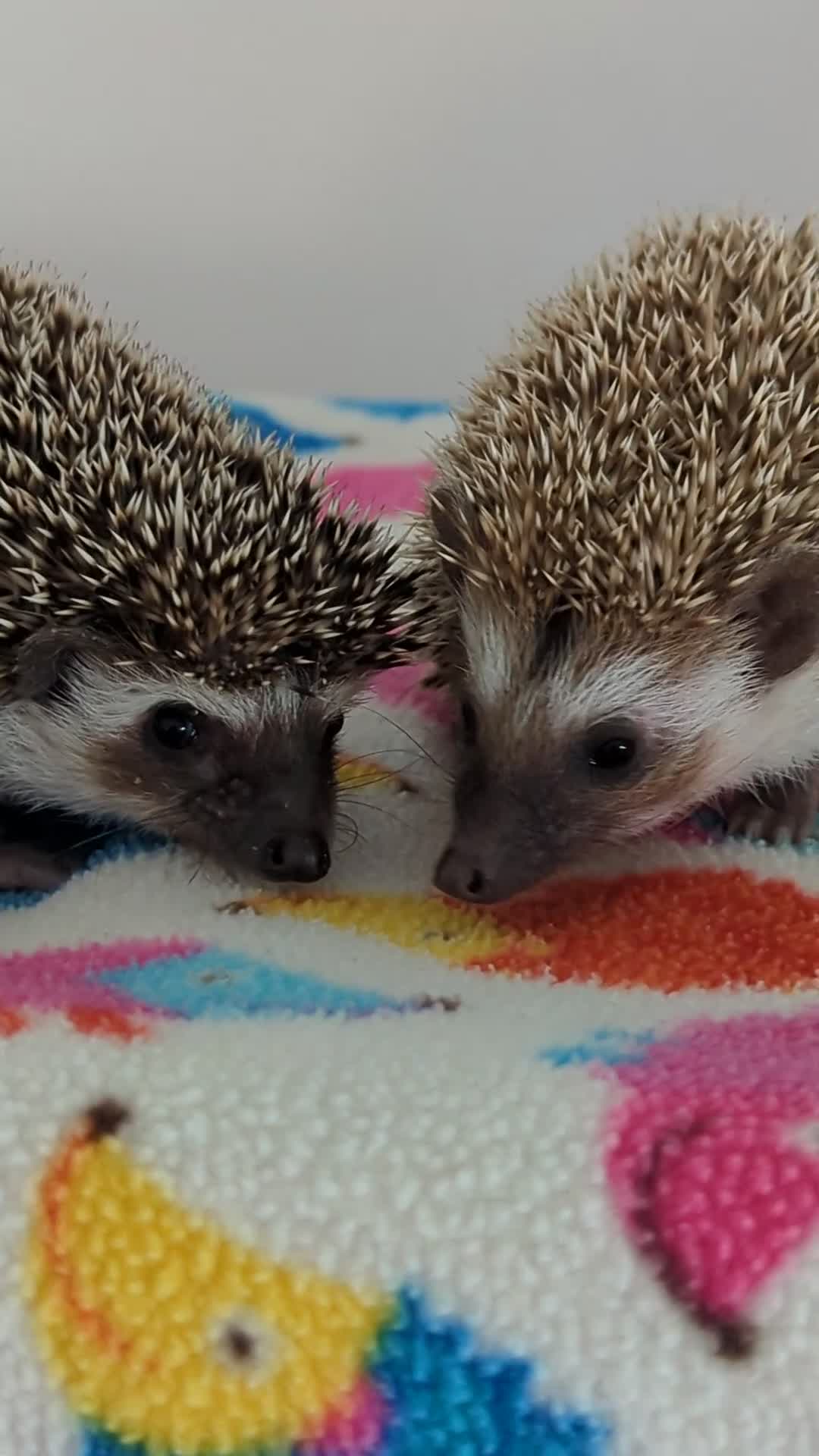 Pygmy Hedgehog rodents for sale: REDUCED PRICE!!! Gorgeous Hoglets/ READY NOW!!!! - Video 1