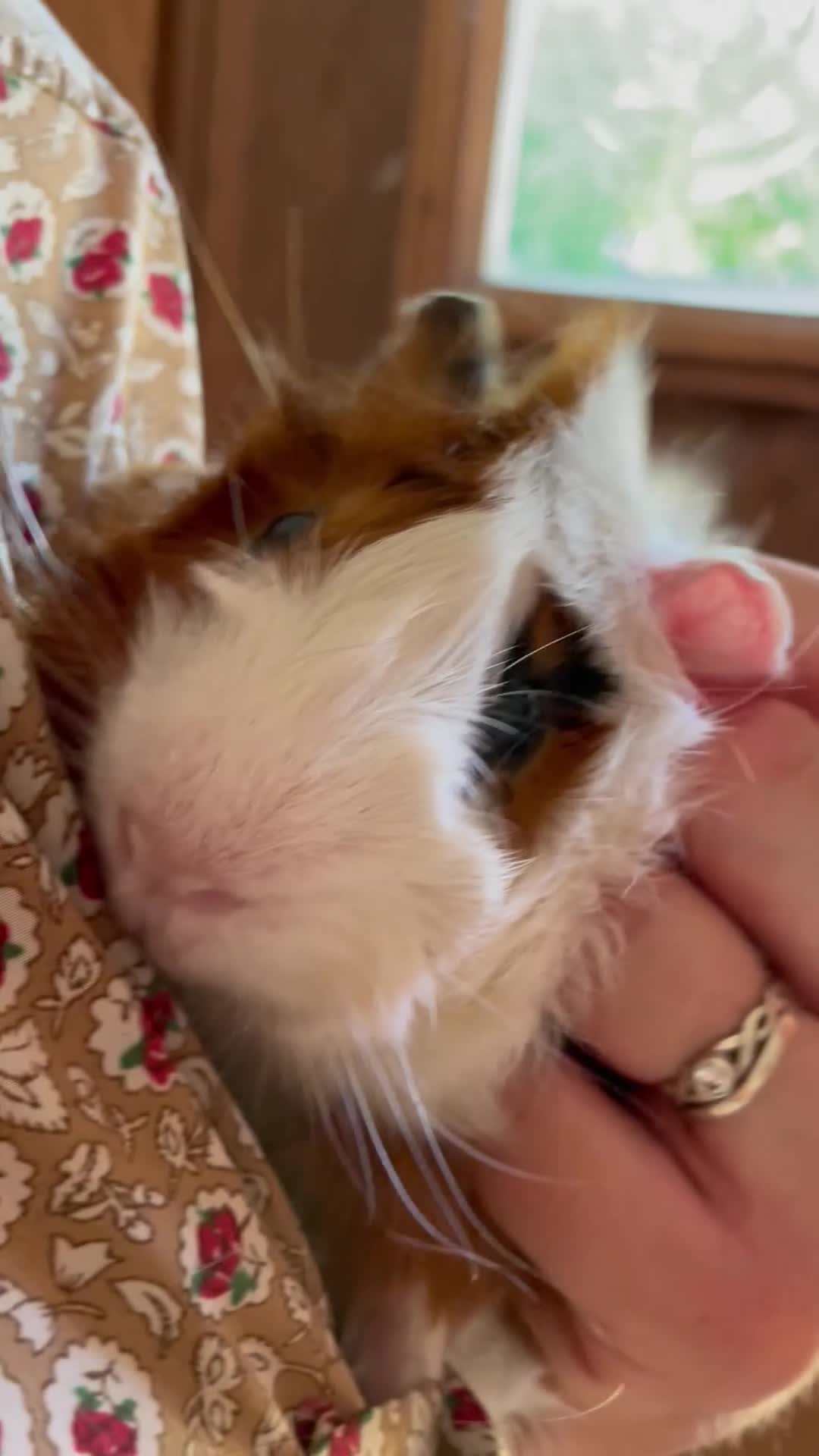 Guinea Pig rodents for sale: Beautiful Male Abyssinian Guinea Pig - Video 2