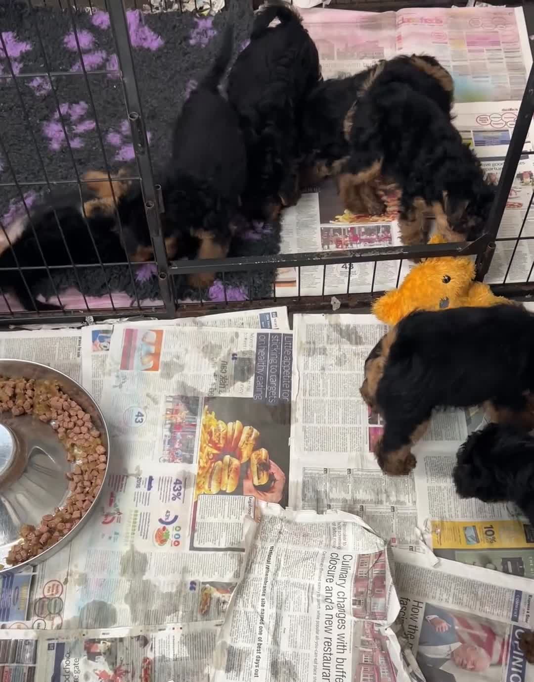 Welsh Terrier dogs for sale: Female KC Reg PLL Clear Welsh Terrier Puppy - Video 1