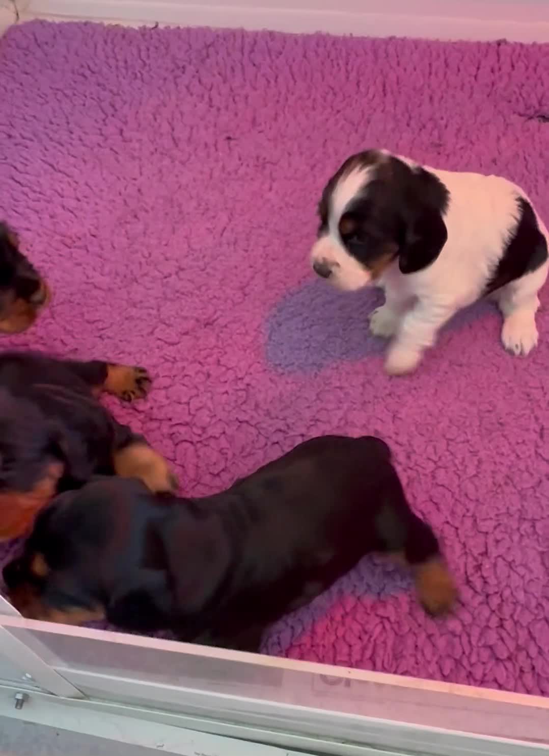 Cocker Spaniel dogs for sale: A beautiful litter of health tested, KC Reg cocker in Barnstaple - Video 1