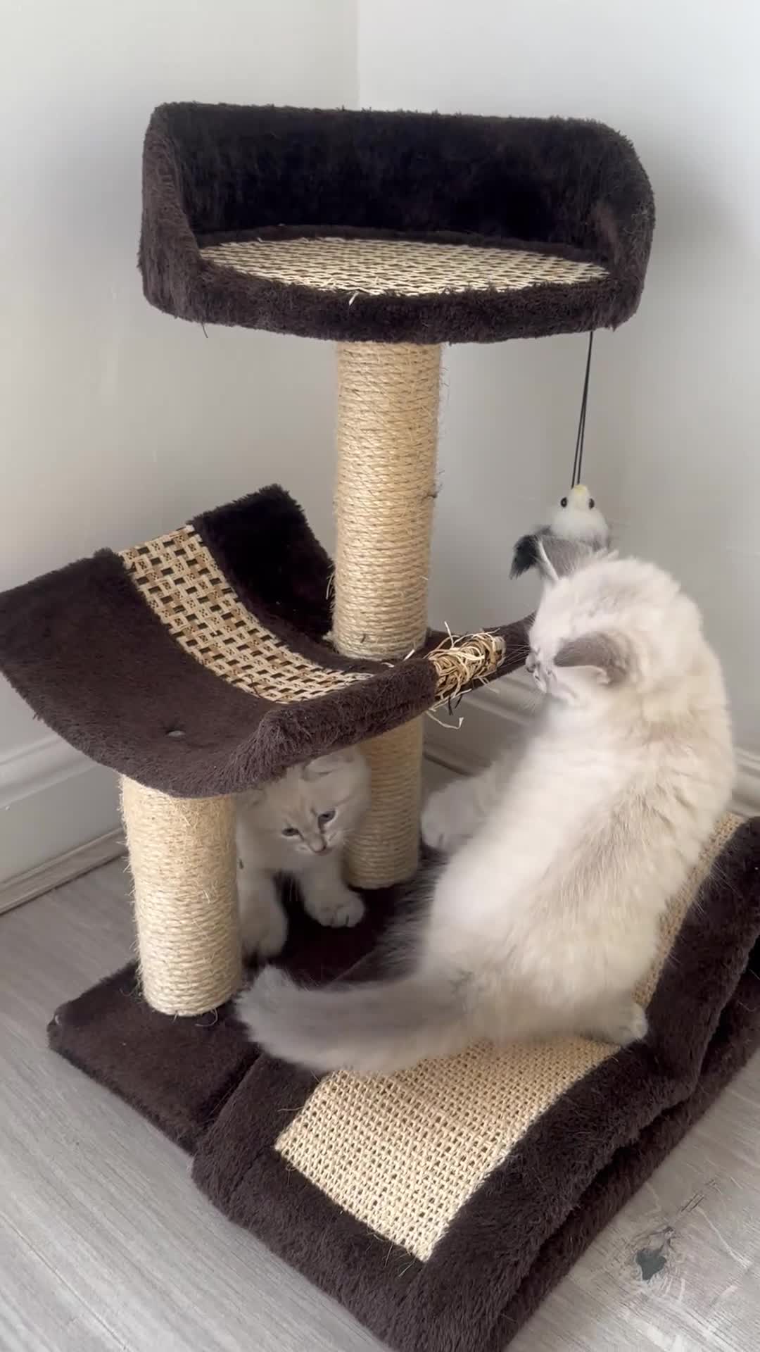 Siberian cats for sale: Beautiful Pure Breed Siberian Kittens! - Video 1