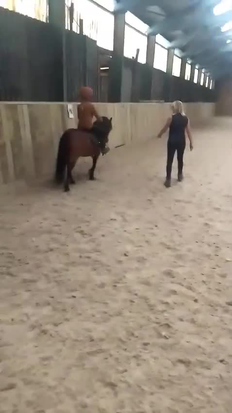 Dartmoor horses for sale: For part loan or full loan  - Video 5