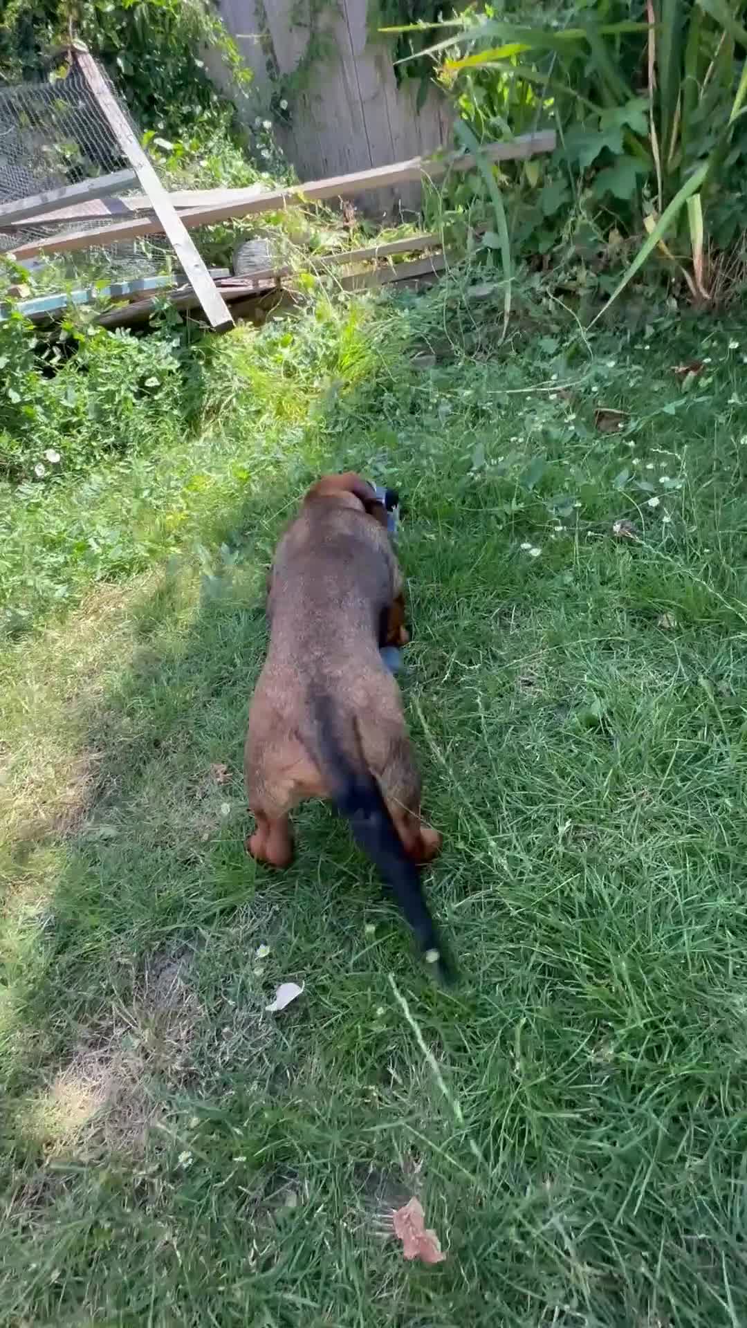 Dachshund dogs for sale: Wire haired & smooth recessives dachshunds - Video 1
