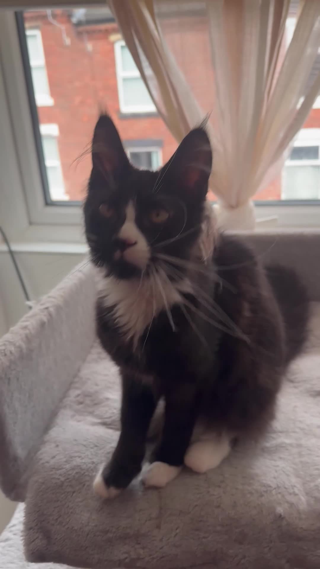 Maine Coon cats for sale: Maine Coon kitten with GCCF pedigree for sale - Video 1