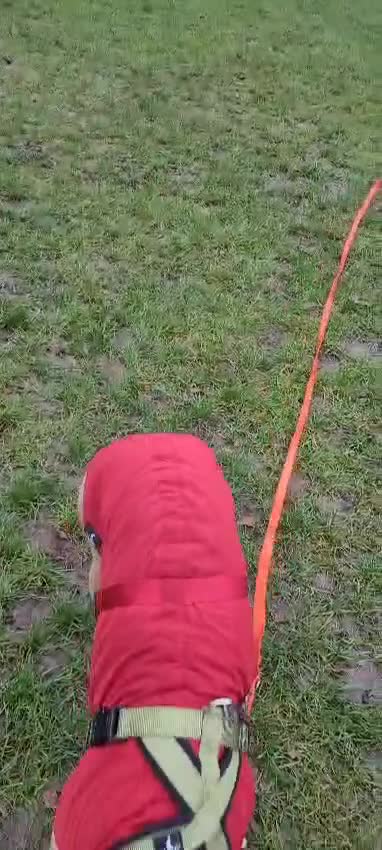 Mixed Breed dogs for adoption: Prince (sighthound mix) in London - Video 4