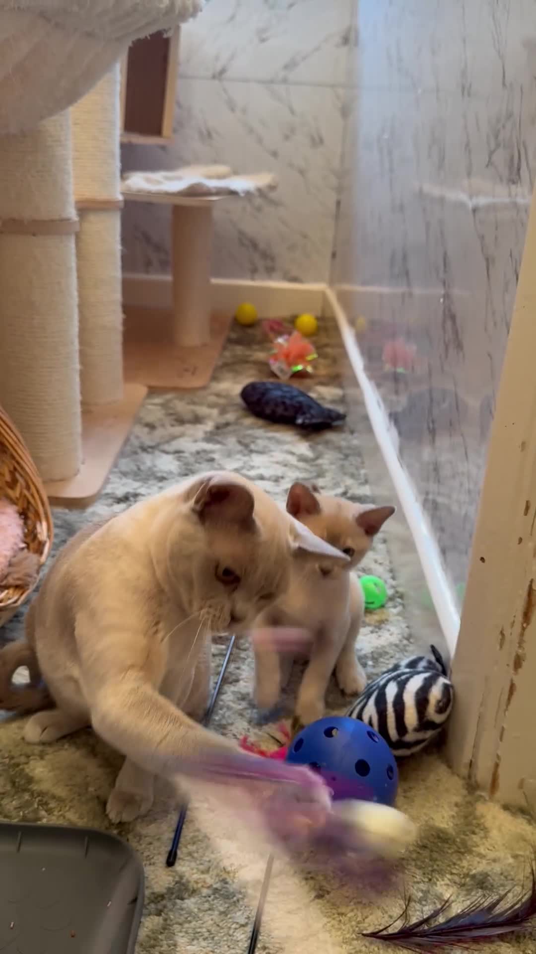 Burmese cats for sale: Adorable Burmese Kittens - Video 2