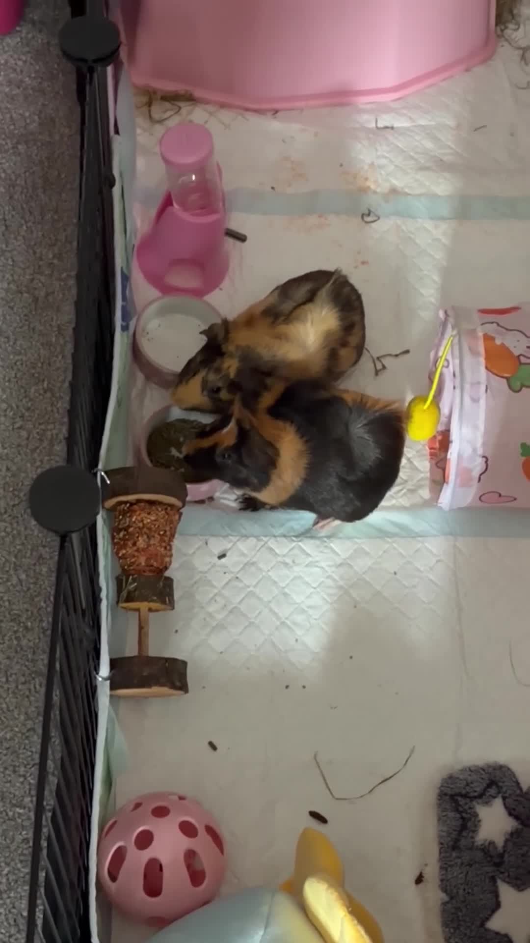 Guinea Pig rodents for sale: 2 gorgeous brothers 14 weeks  in Newton Abbot - Video 2
