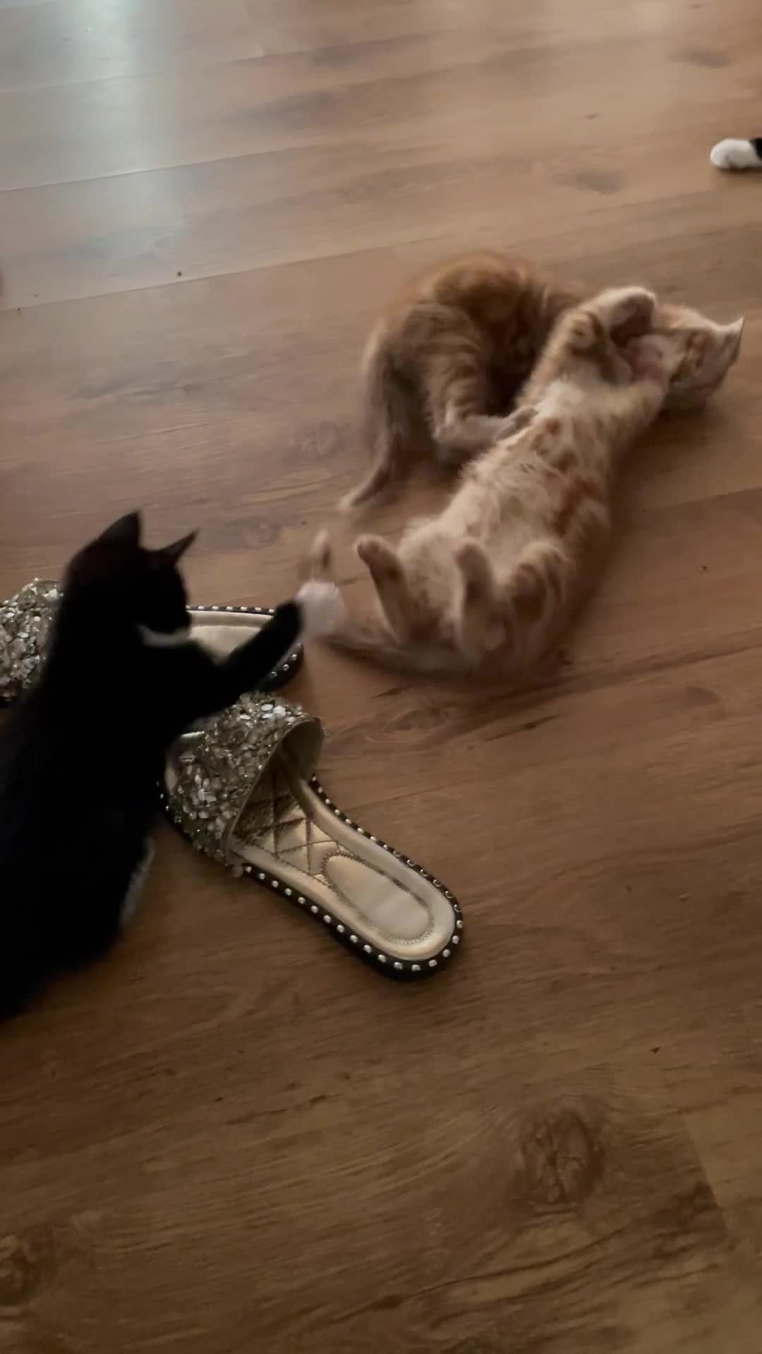 Domestic Shorthair cats for sale: 3 Gorgeous Male Kittens ready for their new home  - Video 1