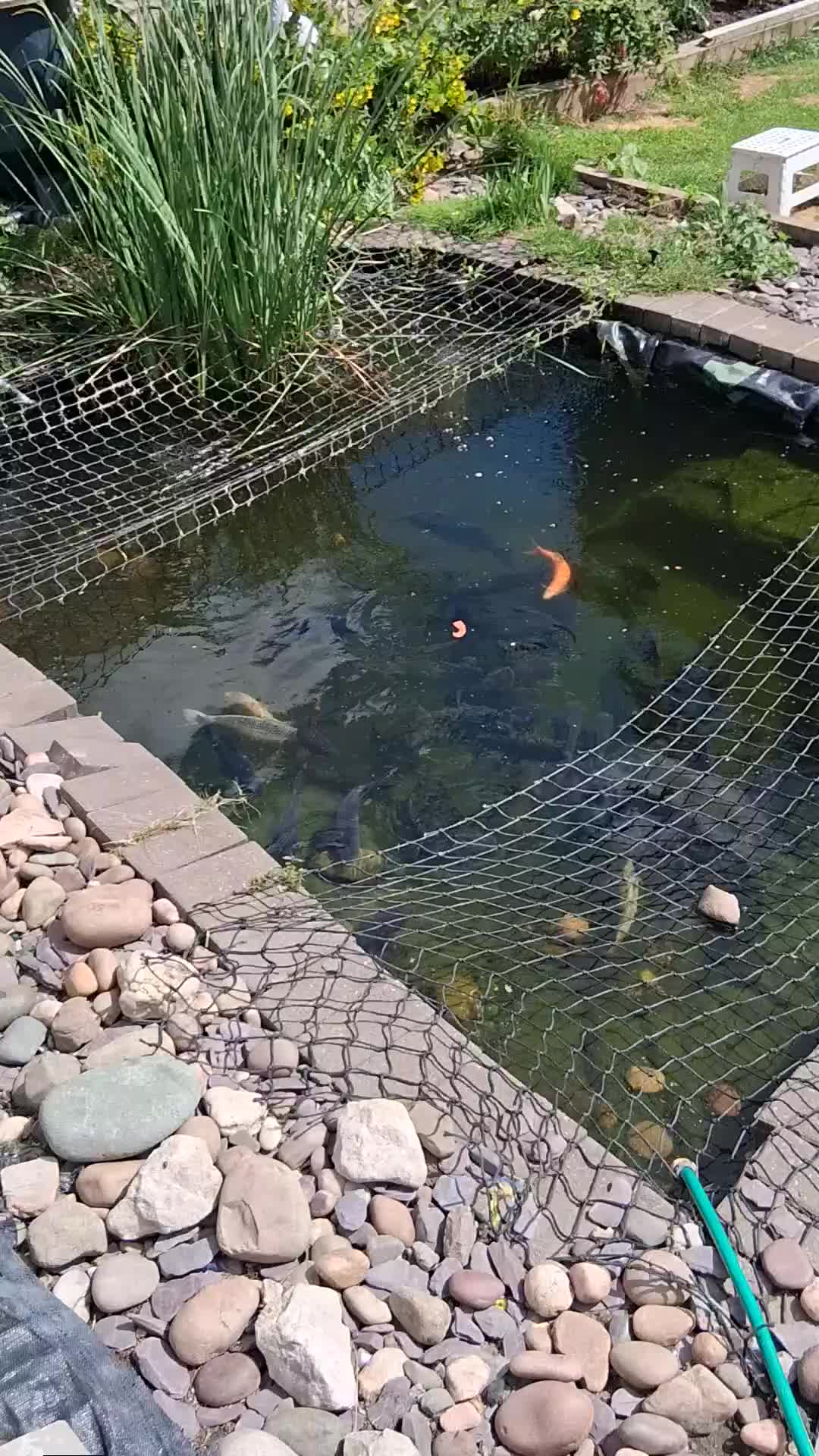 Pond Fish fish for sale: MIRROR CARP - Video 2