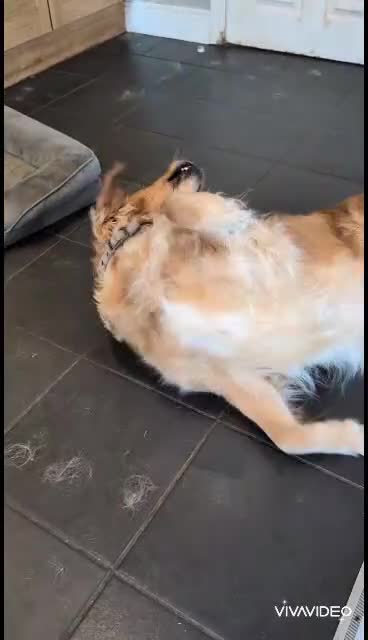 Golden Retriever dogs for sale: 4 YO Beautiful KC Health Tested Golden Retriever - Video 1