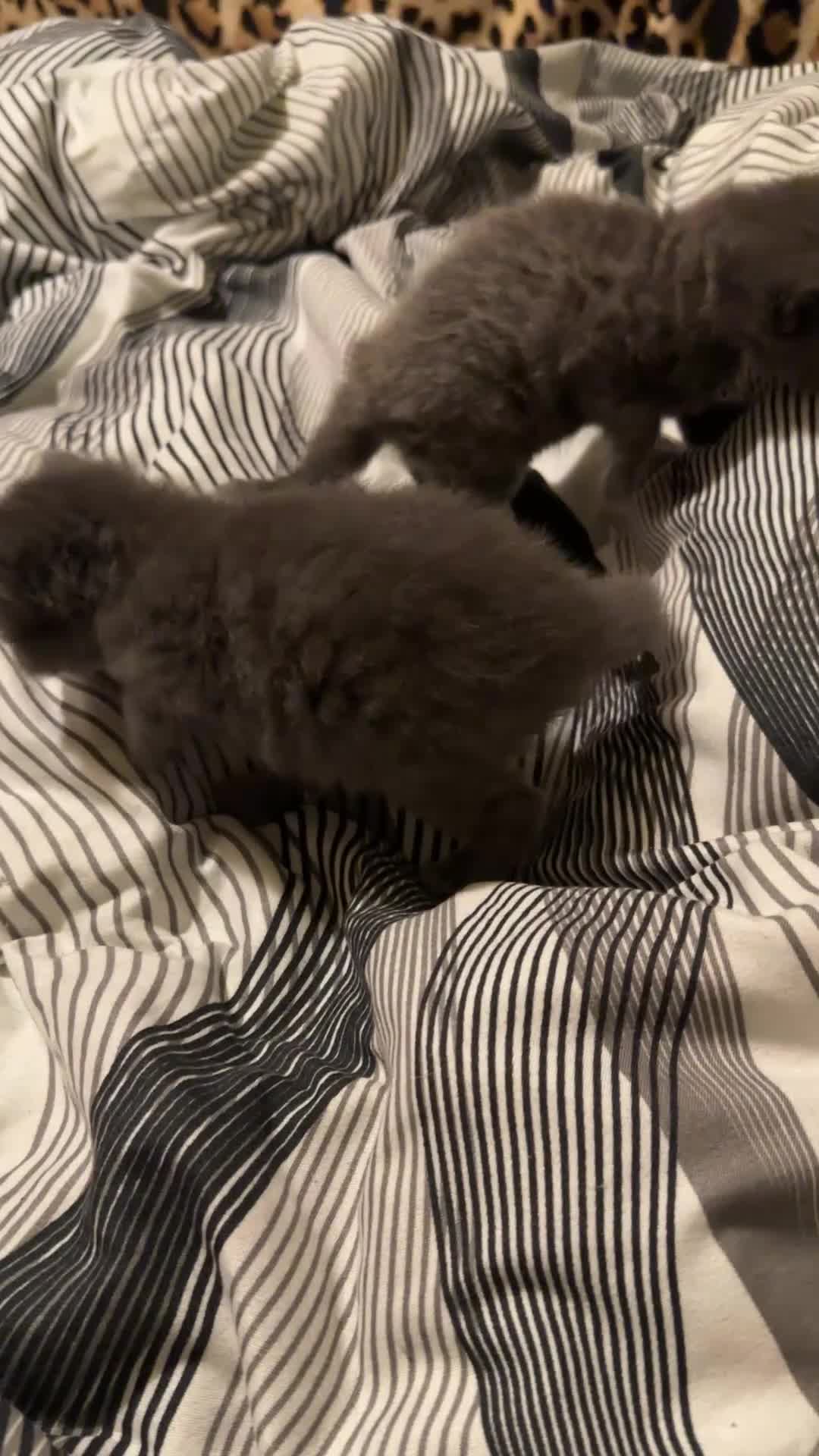 Mixed Breed cats for sale: kitten  - Video 1