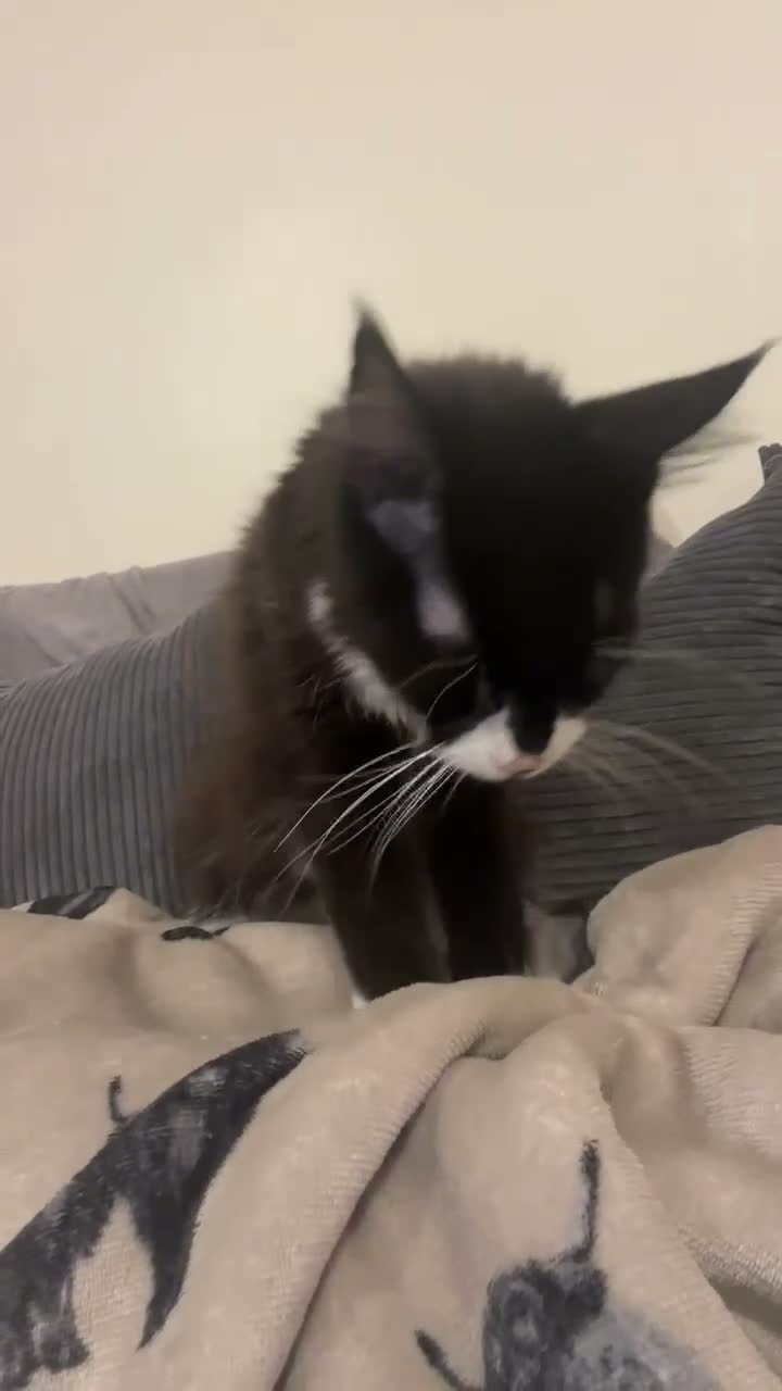 Maine Coon cats for sale: Maine Coon in Stamford - Video 1