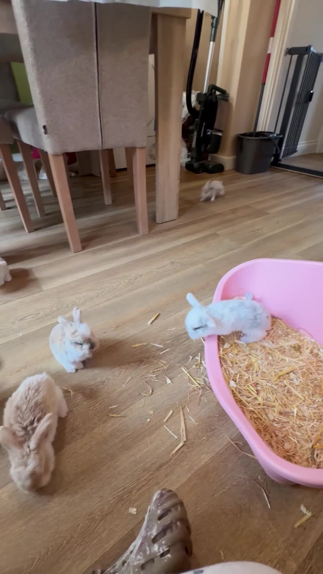 French Lop rabbits for sale: Beautiful French Lops  - Video 1