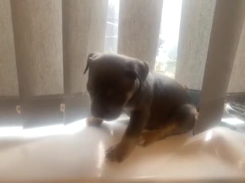 Mixed Breed dogs for sale: Super adorable puppies  - Video 3