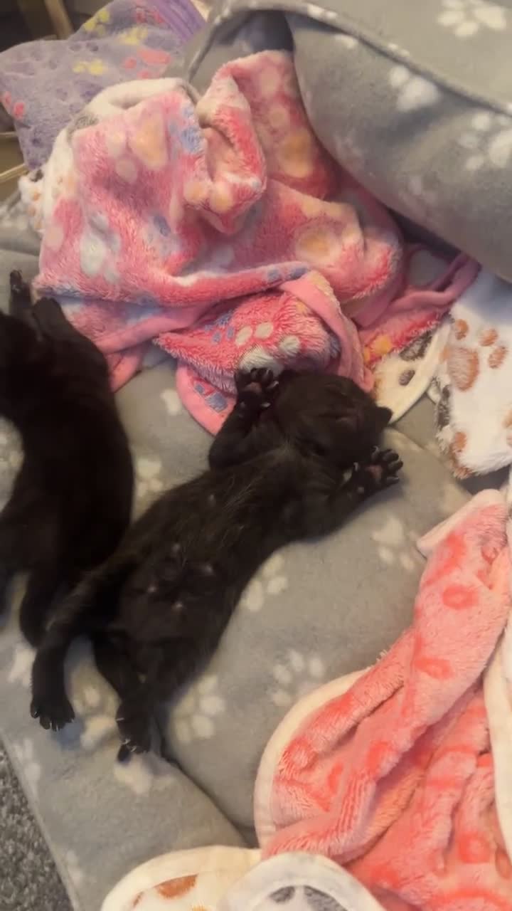 Domestic Shorthair cats for sale: 2x black kittens  - Video 2