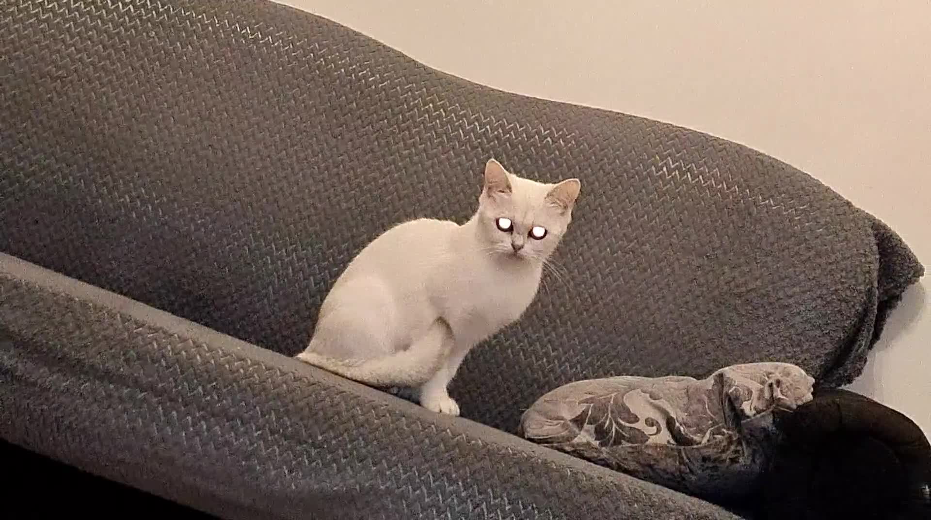 Bengal cats for sale: Bengal cat  - Video 2