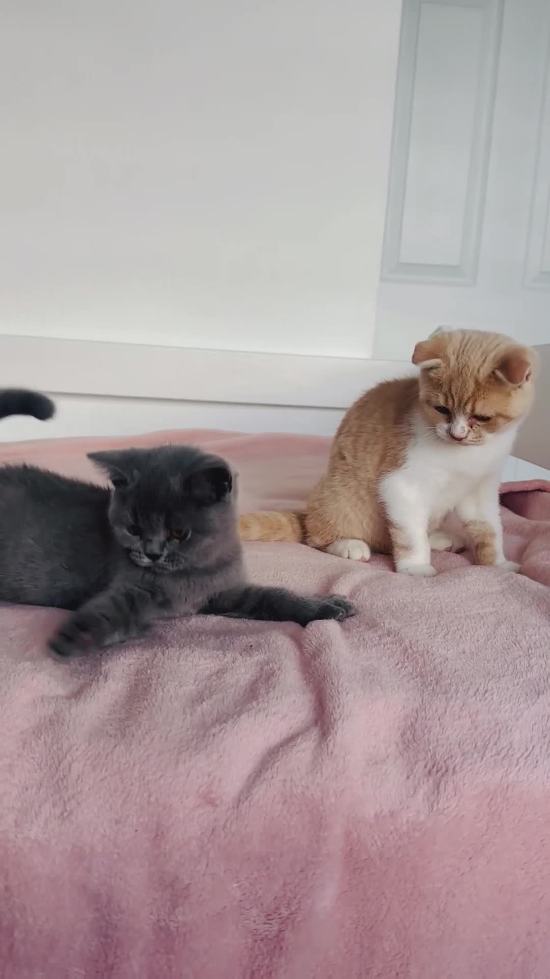 British Shorthair cats for sale: ChampionLine Kittens ready now  - Video 1