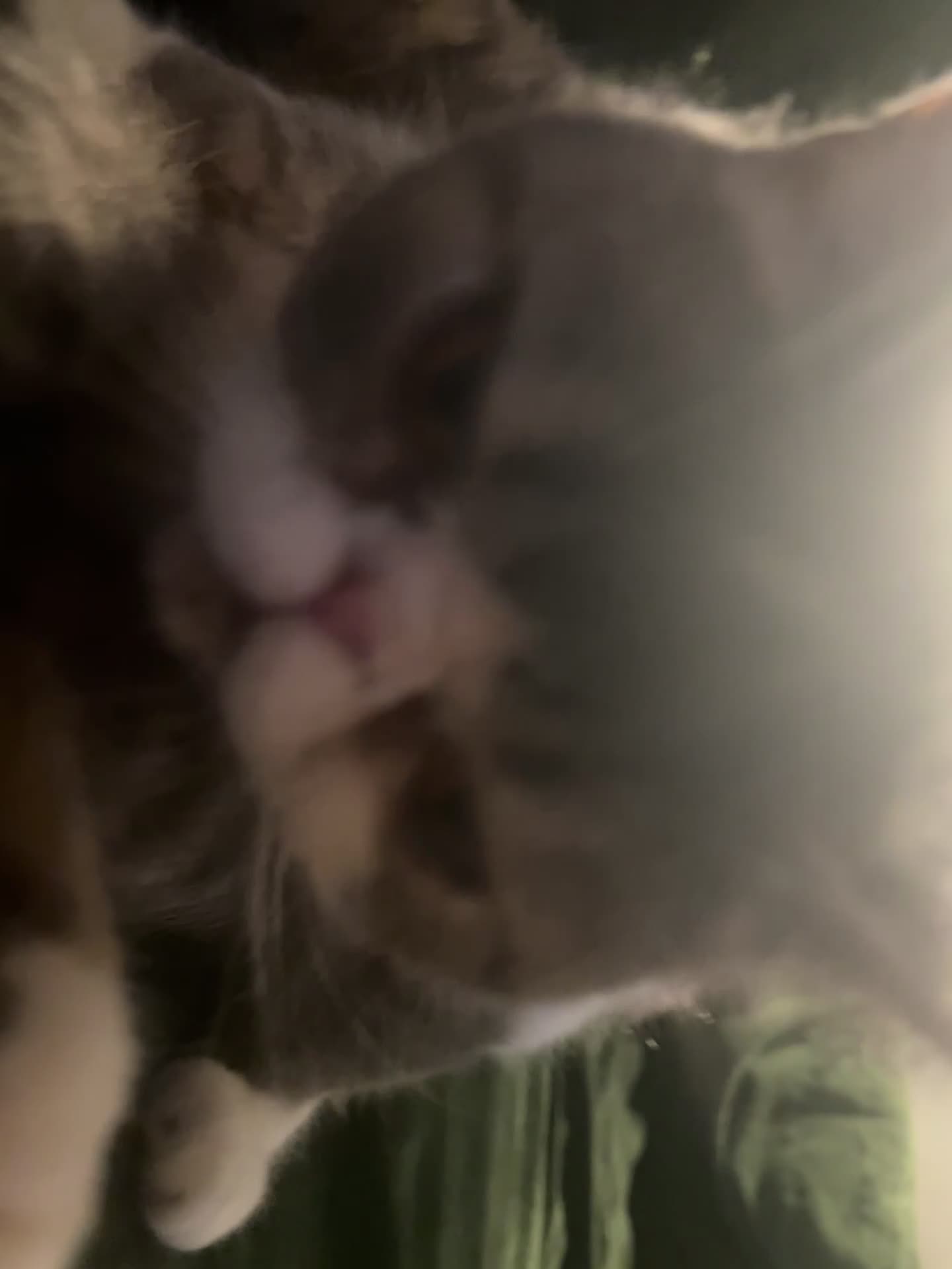 Exotic cats for sale: bella the exotic shorthair - Video 1