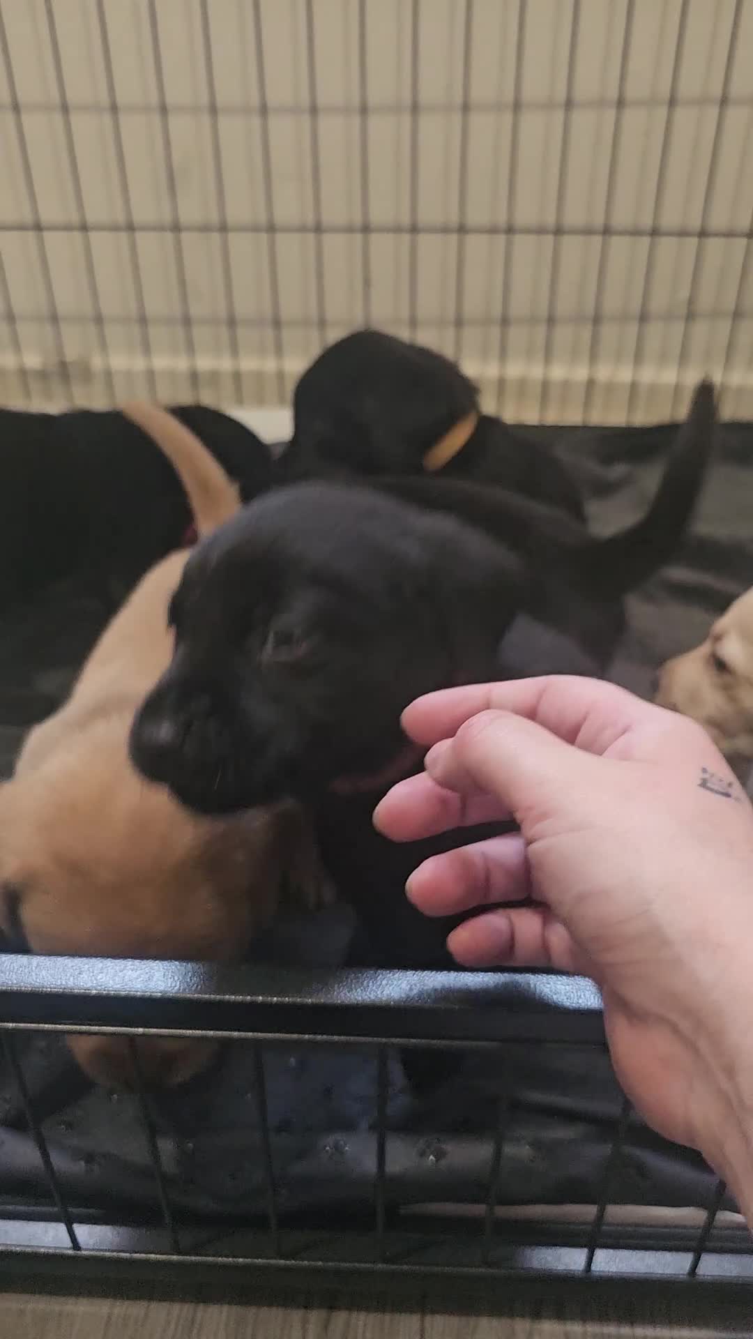 Labrador Retriever dogs for sale: Outstanding litter of 7 KC Reg Labrador Pups - Video 2