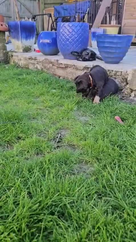 Sprocker dogs for sale: 4x perfect little pup in Polegate - Video 2