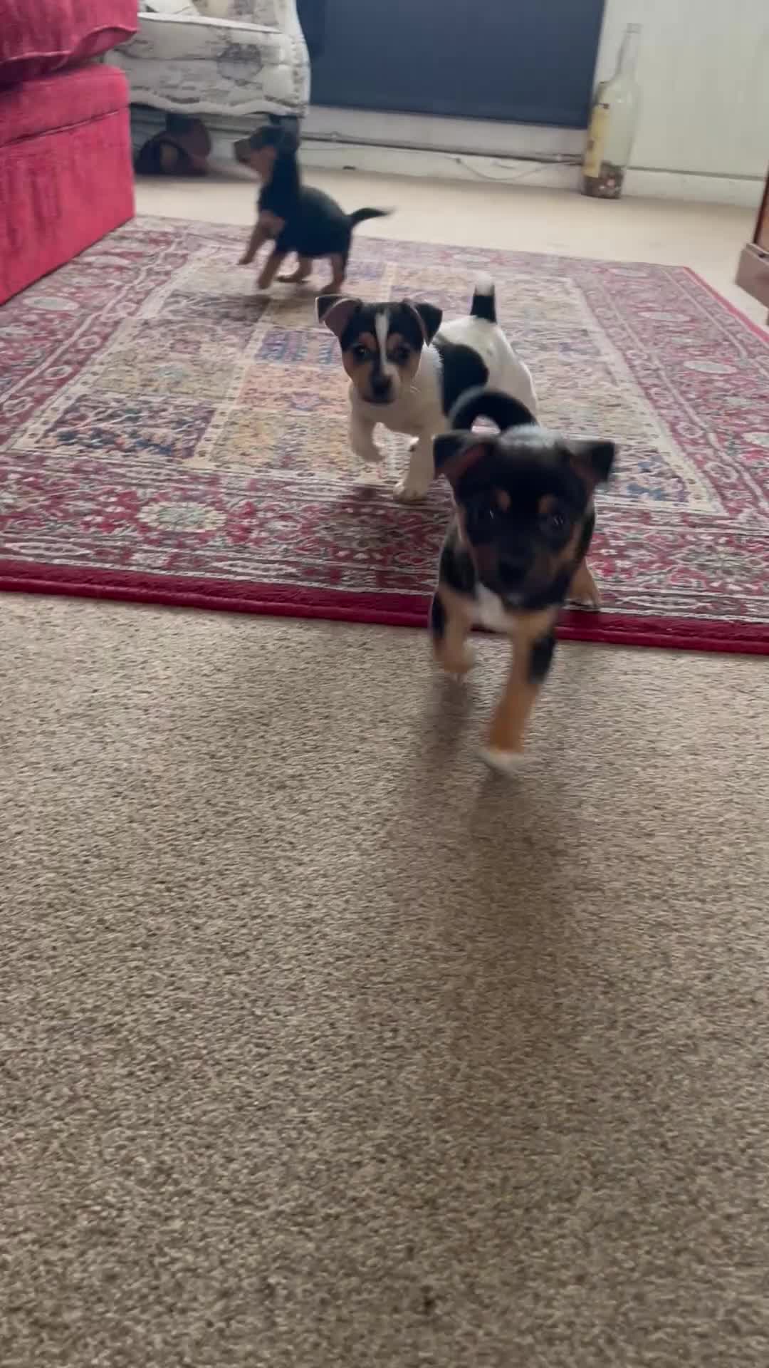 Jack Russell dogs for sale: Jack Russell  in Dorchester - Video 2