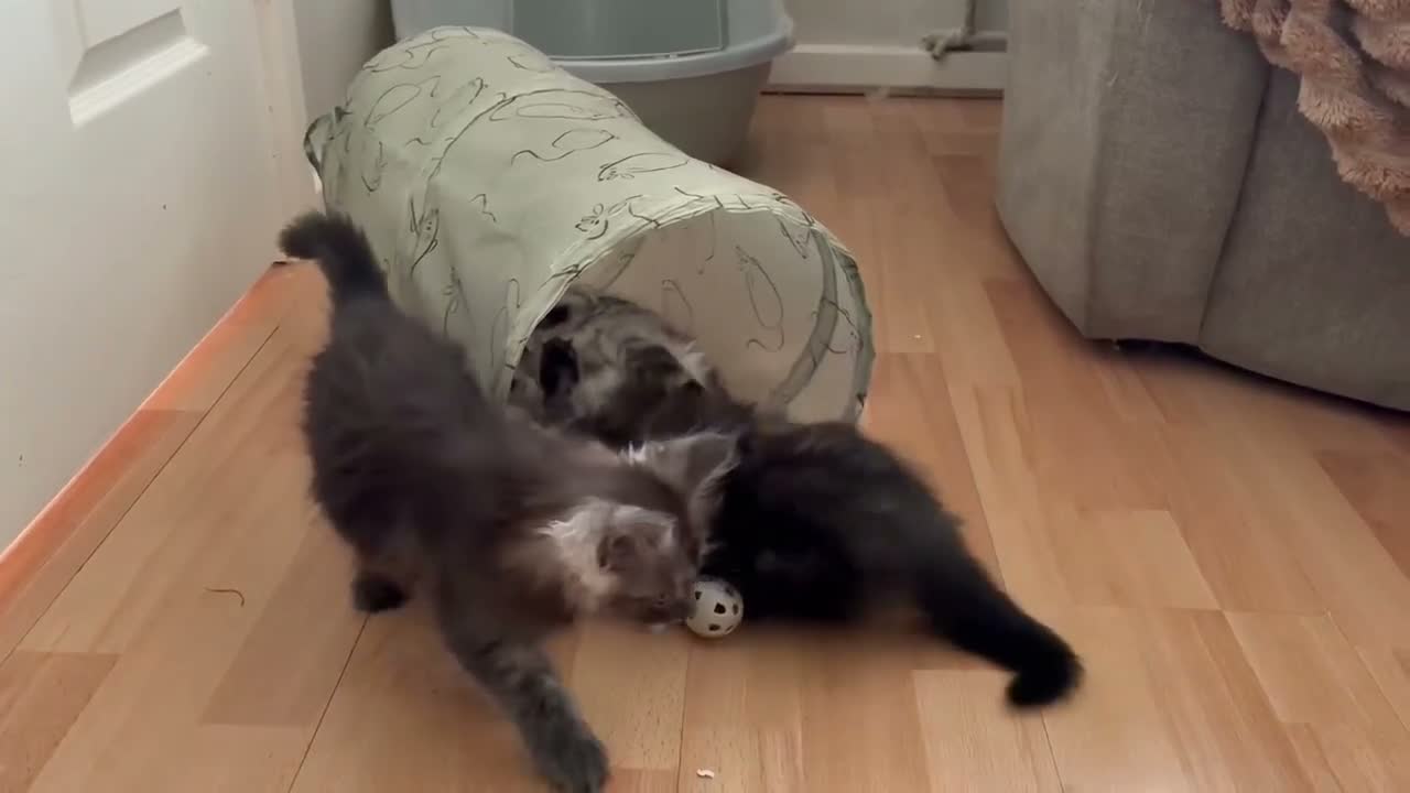 Maine Coon cats for sale: Silver Tabby & Blue Smoke Maine Coon Girls  - Video 1