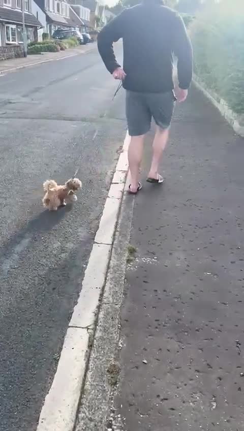 Maltipoo dogs for stud: TINY MALTIPOO STUD  in Halifax - Video 1